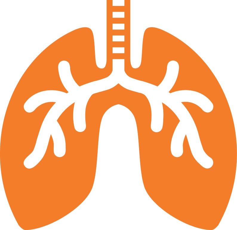 Lungs A simplified illustration of lungs